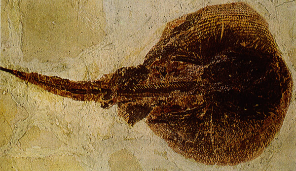 hybodus_fossil1.jpg