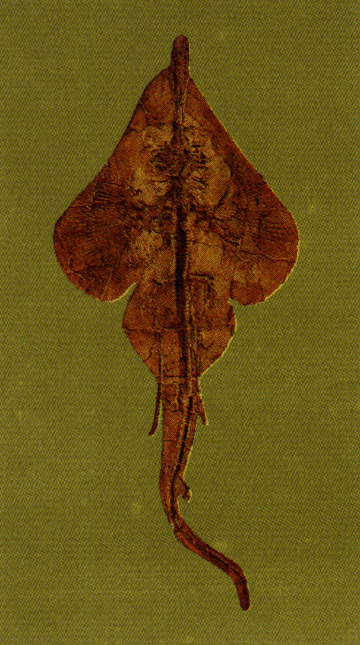 hybodus_fossil2.jpg