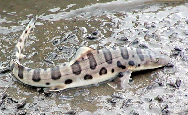 20leopardshark.jpg