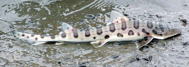 21leopardshark.jpg