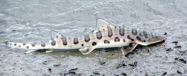 22leopardshark.jpg