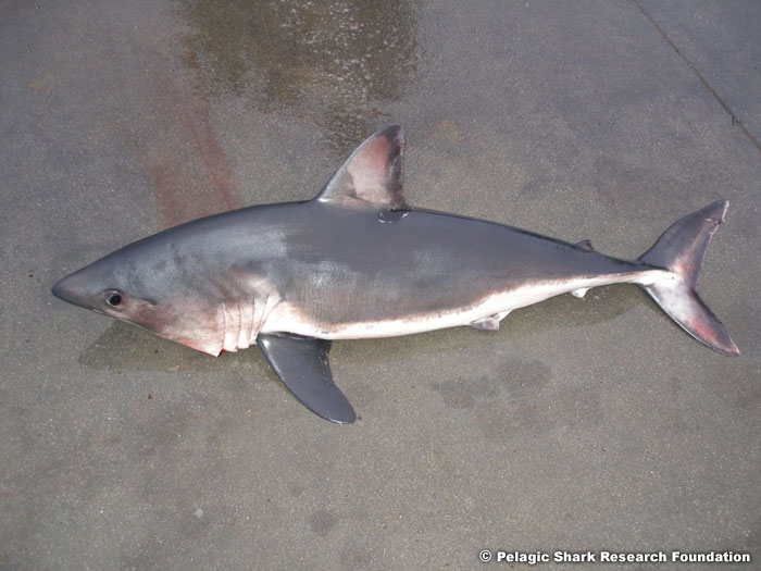 porbeagle shark vs mako