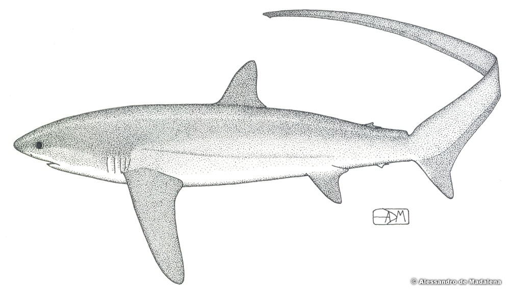 pelagic thresher shark