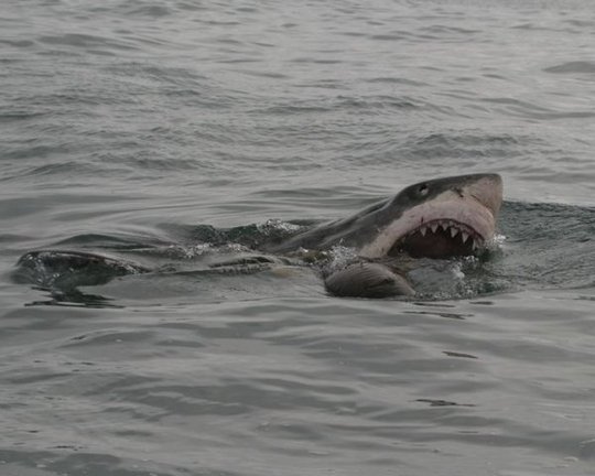 rsz_shark_eats_sea_lion_ano_nuevo.jpg