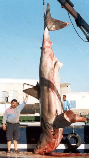 The great white shark is one of the few shark species known to attack humans. This 17-foot specimen was caught in a tuna trap off the coast of Tunisia. Populations of this species have been depleted by intentional and accidental catches, and some countries have listed it as endangered.
WALID MAAMOURI