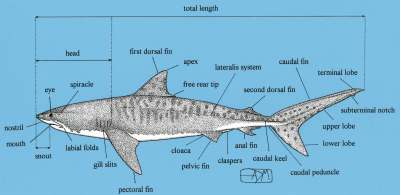 Exterior anatomy of a tiger shark. The spiracle, a small opening behind each eye, functions with the gills to absorb oxygen from the water. The lateralis system consists of sensory tubes (under the skin) that help the animal detect vibrations and pressure changes in the water. The claspers, occurring only on the male, are used to impregnate the female.
ALESSANDRO DE MADDALENA