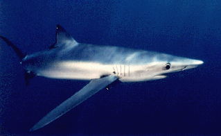 Blue shark (Prionace glauca) captured by commercial pelagic