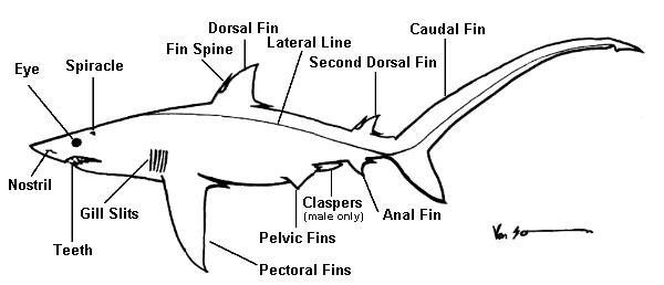 info tiger shark: Tiger Shark Anatomy