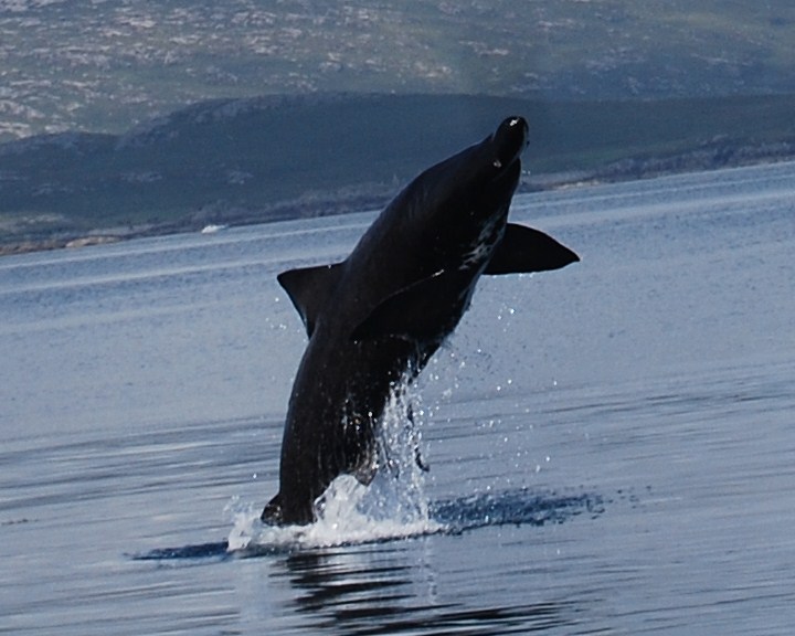 photo credit: Stiofan O'Connor/Pelagic Shark Research Foundation
2012